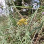 Helichrysum odoratissimum Blodyn