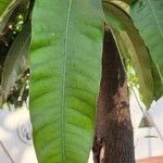 Mangifera indica葉