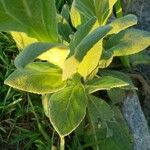 Verbascum phlomoides Blatt