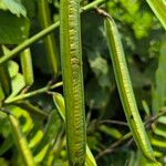 Senna alata Fruto