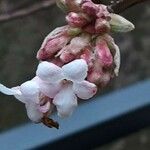 Viburnum × bodnantense Kwiat