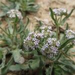 Valeriana discoidea Blodyn