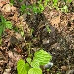 Dioscorea villosa Leaf