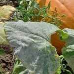 Cucurbita maxima برگ