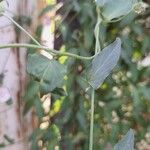 Ipomoea biflora Leht