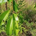 Prunus serotina Leaf