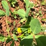 Medicago polymorphaFlors