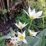 Tulipa turkestanica Flor