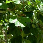 Butea monosperma Frunză