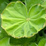Alchemilla xanthochlora Ліст