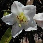 Rhododendron maddenii Flower