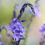 Veronica austriaca 花