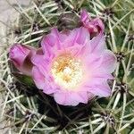 Gymnocalycium monvilleiÕis