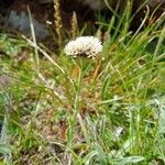 Antennaria carpatica Flor