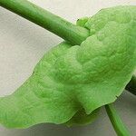 Aristolochia labiata 樹皮