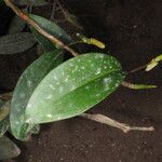 Anthurium scandens Hábito
