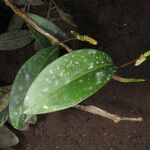 Anthurium scandens Агульны выгляд