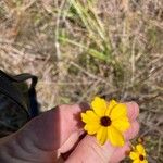 Coreopsis leavenworthii Flower