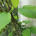 Aristolochia macrophylla Blatt