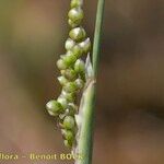 Airopsis tenella Fruit