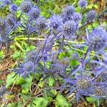 Eryngium planum Fleur