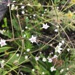 Alepidea peduncularis Flower