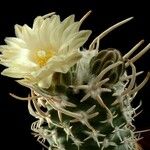 Pediocactus peeblesianus Flower