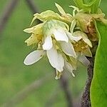 Oemleria cerasiformis Квітка