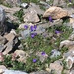 Campanula scheuchzeri Staniste