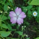 Eudianthe coeli-rosa Flower