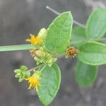 Calea prunifolia Квітка