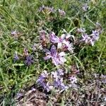 Plumbago europaea Blodyn