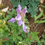 Scutellaria alpina Квітка