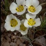 Calochortus leichtlinii Flower