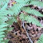 Dryopteris intermedia Corteza
