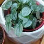 Peperomia albovittata Ліст