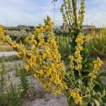 Verbascum densiflorumFlower