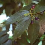 Cinnamomum burmanni Blad