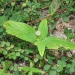 Spigelia anthelmia Hábito