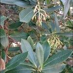 Arbutus andrachne Leaf