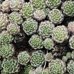 Sempervivum minutum Hoja