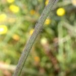 Trifolium scabrum Corteza