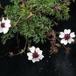 Potentilla coriandrifolia Habitus