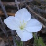 Oenothera centaureifolia 花