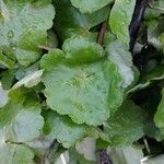 Hydrocotyle ranunculoides Blad