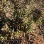 Carthamus arborescens Hábito