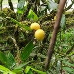 Myrciaria glazioviana Fruit