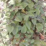 Melochia nodiflora Hábito