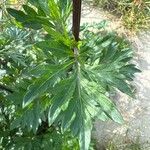 Artemisia vulgaris Liść