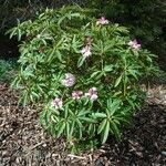 Rhododendron pachytrichum Συνήθη χαρακτηριστικά